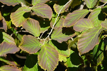Fototapeta na wymiar Leaves of Hamamelis × intermedia (hybrid witch hazel) is a species of flowering plant in the family Hamamelidaceae.