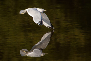 Seagull Skimming above Water