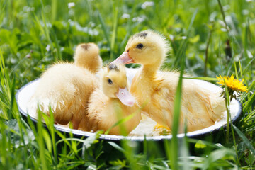 Three little ducklings swim in the water.