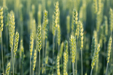 Green ears of wheat. Abstract natural background or texture.