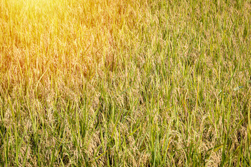 Rice fields that are about to be harvested