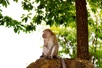 Fototapeta premium Monkeys are animals that humans have tried in science