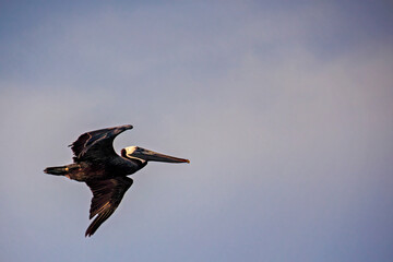 Brown Pelican in Flight