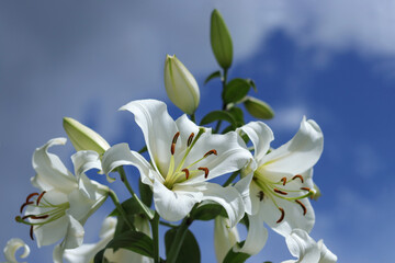 White Madonna Lily. Lilium Candidum flower on blue background. Easter Lily flowers greeting card with copy space. Valentines day. Mothers day. Liliaceae. White Lilium Longiflorum with dewdrops