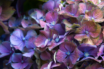 colorful hydrangea flower background - macro image