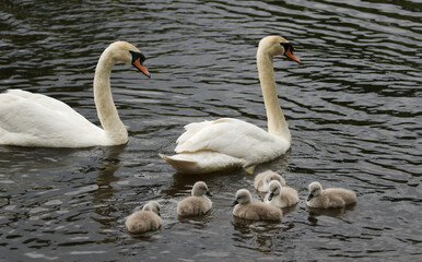 Mute Swan and cygnets, United Kingdom