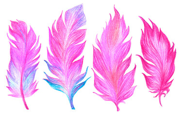 Watercolor pink feathers illustration, isolated on white background.