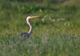 Beautiful great gray heron on the river catches fish