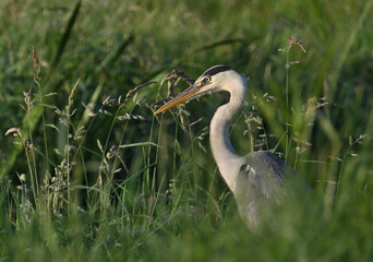 Beautiful great gray heron on the river catches fish