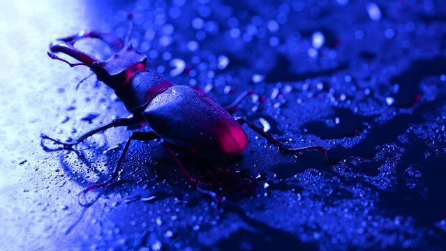 Beautiful insect listed in Red List, largest rare male stag in europe - Lucanus cervus. Horned beetle deer on dark colorful neon surface with rain drops. Wildlife. Close up.