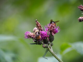 Fototapeta premium bee on a flower