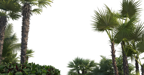 Fototapeta na wymiar Garden with palm on white background