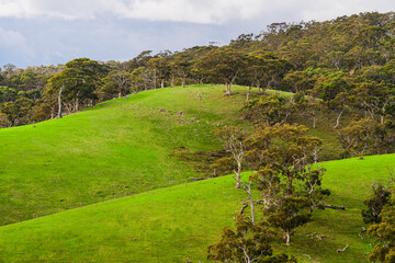 Fototapeta na wymiar Adelaide Hills landscape in winter season, South Australia