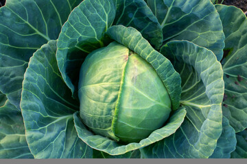 Fototapeta premium Fresh green cabbage, vegetarian food, natural background.