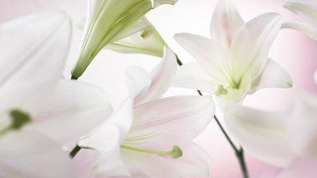 4k stock video footage of white lily flowers