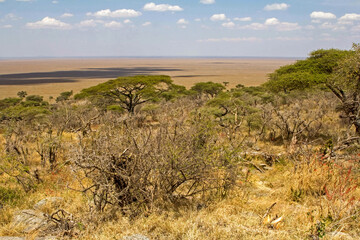 Fototapeta premium Landscape Serengeti