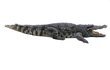 a large crocodile lies with its mouth open on a white background