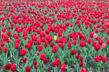 Red tulips with green leaves and one yellow flower, field close-up, spring bloom. Romantic botanical meadow foliage
