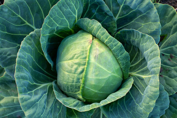 Obraz premium Fresh green cabbage, vegetarian food, natural background.
