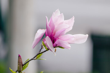 Magnolia pink flower with green tender leaves close-up on blurred light background. Big flower in spring