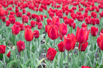 Red tulips flowers with green leaves, flower bed close-up, spring bloom with blurred background. Romantic fresh botanical meadow foliage