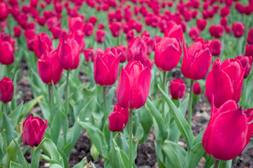 Red pink tulips flowers with green leaves, flower bed close-up, spring bloom with blurred background. Romantic fresh botanical meadow foliage