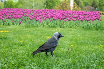 Black young crow bird walking on green grass with purple tulips in background. Birds watching in city park