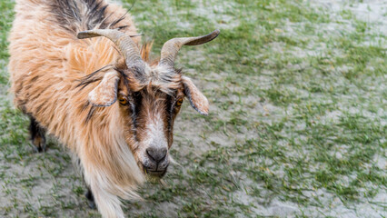 Changthangi or Changpa is a breed of cashmere goat, Pashmina goat
