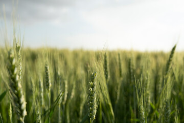 Wheat field, agricultural green wheat field background. Selective focus on wheat ear. Beautiful landscape wallpaper. 