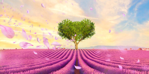 Naklejka na ściany i meble Field of lavender flowers in full bloom and lonely heart tree at sunset. beautiful inspiring landscape, colorful beauty of nature. Meadow of lavender. Valensole France, Provence-Alpes-Cote d'Azur