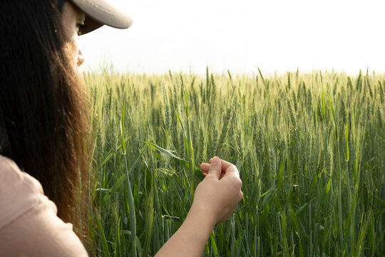 Woman Farmer, Caucasian Young Agronomist Woman Farmer. Brunette Female Holding Green Wheat Ear In Wheat Field. Checking Crops Health, Wearing Baseball Cap In Sunset. Agriculture Concept Photo Idea.