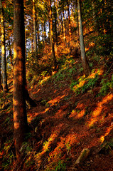 Naklejka premium 山地を染める朝日 丹沢の大山三峰山 大山三峰縦走コース 