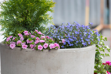 Pale pink calibrachoa mini famos double mania and blue lobelia in flower arrangement