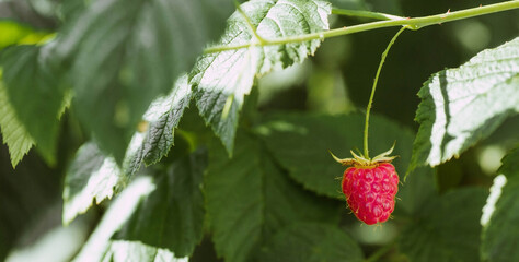 Raspberries on a bush branch in the garden at dawn. Radiance from the sun. Garden useful summer berry. The concept of healthy eating. Vitamins and diet.