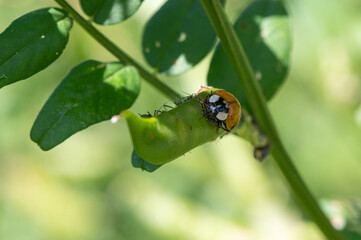Harmonia axyridis - Asian Lady Beetle - Coccinelle asiatique