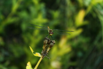 dragonfly on a flower