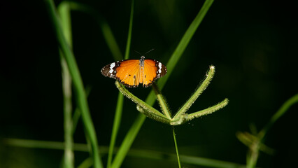 Butterfly in the garden