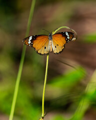 Butterfly in the garden