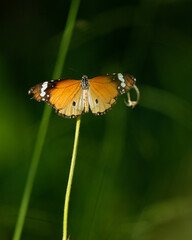 Butterfly in the garden