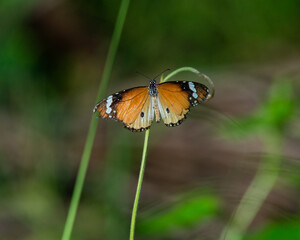 Butterfly in the garden