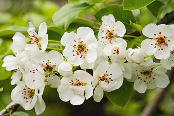 Blooming pear flowers close-up. Selective focus, close-up, macro..