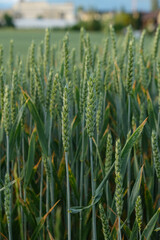 Selective focus picture of wheat at wheat field in the morning at Steffisburg. Main agriculture for steffisburg.