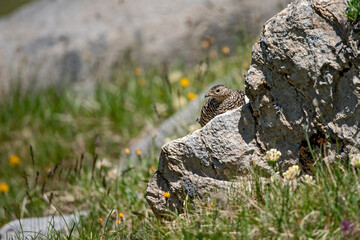 Lagopède alpin (Lagopus mutus) femelle en été surveillant sa nichée, blottie contre un rocher. Alpes. France