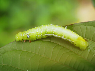 Big green caterpillars. On the leaves, the pests eat and damage.