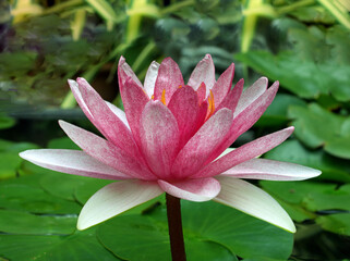 pink lotus or water lily in pond