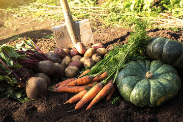 Bunch of organic beetroot, pumpkin and carrot, freshly harvested potato on soil in garden in sunlight. Autumn harvest of vegetables, farming - Powered by Adobe
