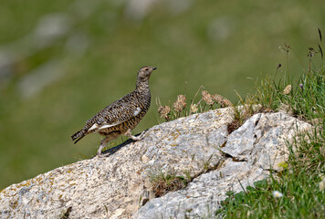 Lagopède alpin (Lagopus mutus) femelle en été  marchant sur un rocher. Alpes. France