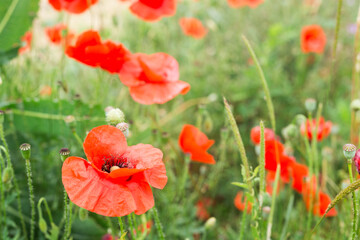 close up of a red poppy flower in afternoon in summer