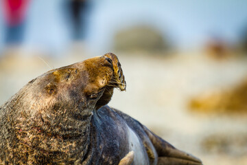 Kegelrobbe (Halichoerus grypus) am Strand von Helgoland