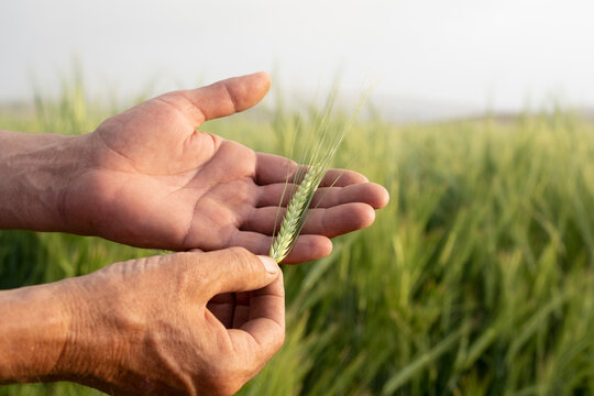 Green wheat, farmer holds green wheat ear in his hand in his farm. Agriculture concept idea photo in wheat field. 
